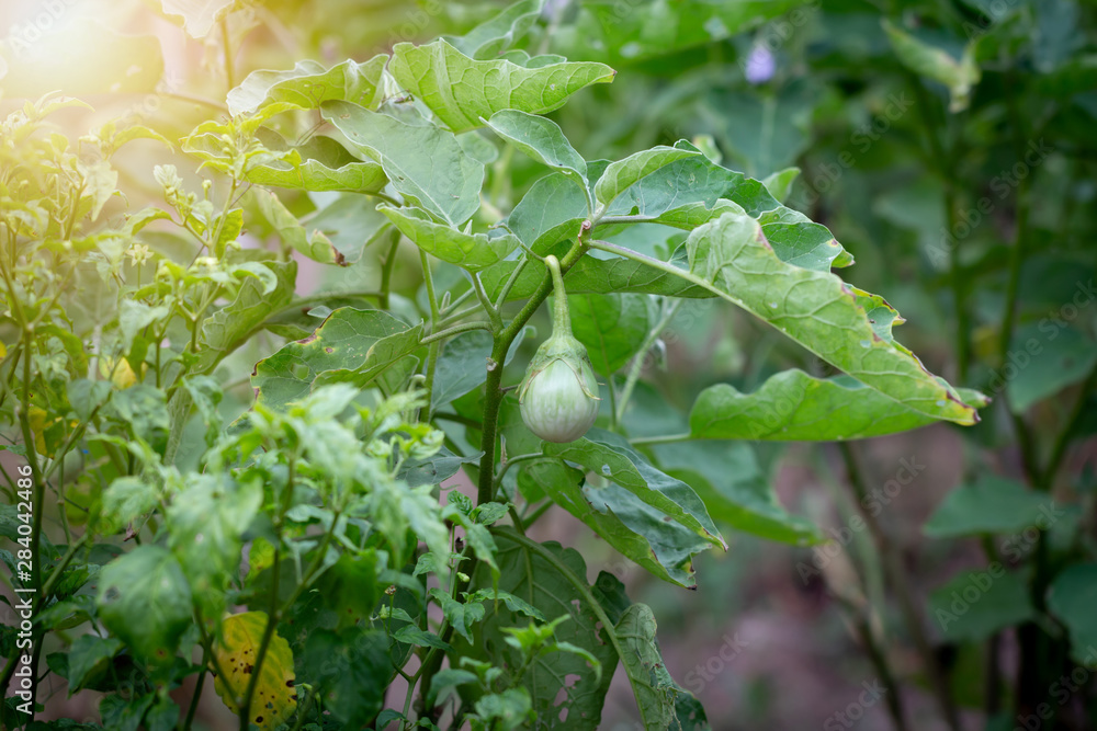 Closeup eggplant on organic garden Closeup eggplant on organic garden