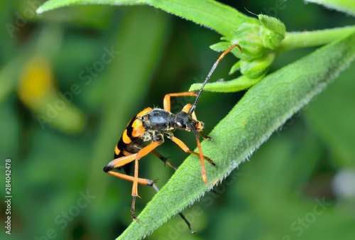 Capricorn beetle (Brachyta bifasciata) 1 photo