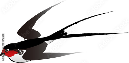 浮世絵　つばめ　その1
