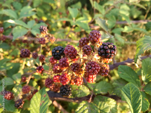 Wild black and red berries growing in the bush under the sun of Spain. Fruits of the blackberry, forest.