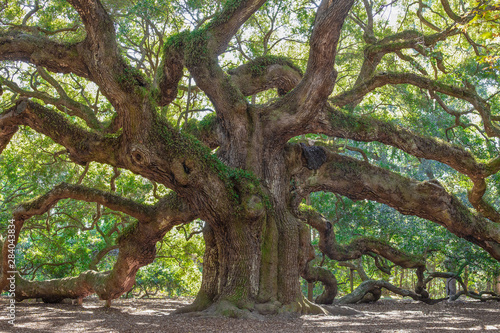 Old Oak tree in a garden © dcorneli