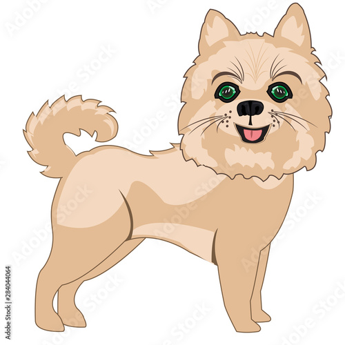 Dog spitz on white background is insulated