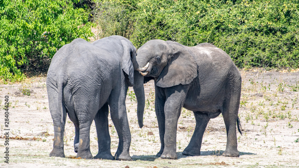 Obraz premium Elephants embracing