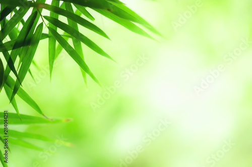 Bamboo leaves, Green leaf on blurred greenery background. Beautiful leaf texture in nature. Natural background. close-up of macro with free space for text. © TimeShops