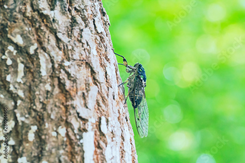 Macro close-up of an insect cicada outdoors on a tree photo