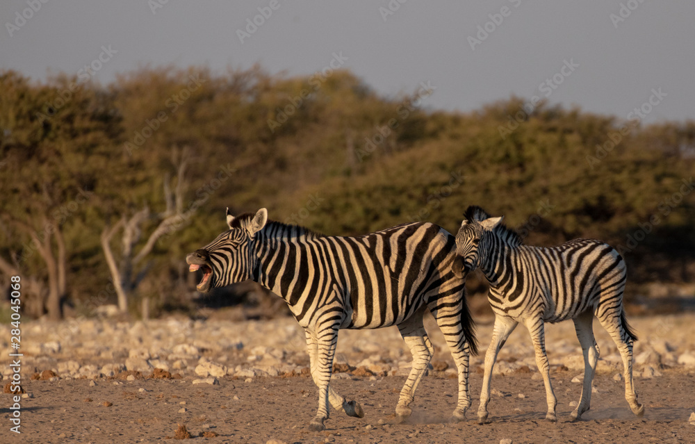 Obraz premium Zebra