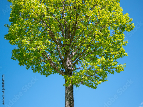 Tree standing in beautiful nature