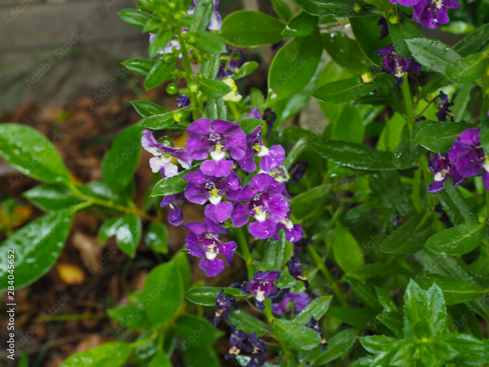 Ornamental flowers in the garden Ornamental flowers in the garden