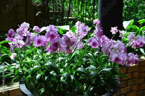 Fototapeta Naklejka Na Ścianę i Meble -  Growing orchid is a popular hobby among The Thai people