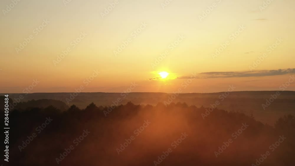 Fresh foggy morning in a pine forest, the sun's rays falling to the ground through the branches of trees Fresh foggy morning in a pine forest, the sun's rays falling to the ground through the branches of trees