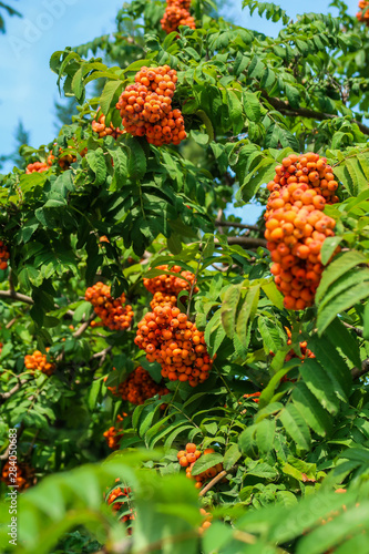 Ripe rowan berries on a tree, summer.