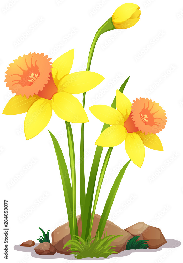 Yellow daffodil flowers on white background