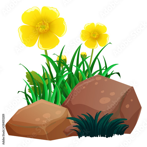 Daisy flowers with grass and rocks