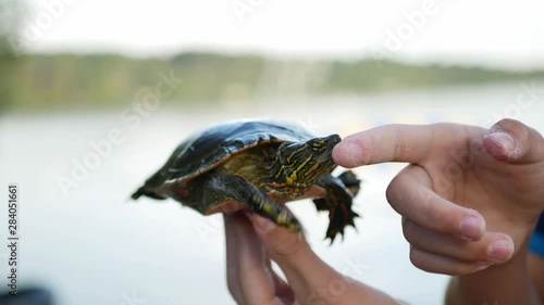 Western Painted Turtle, Chrysemys picta bellii, actively trying to escape from the young hands of the boy who found it at the beach.f photo