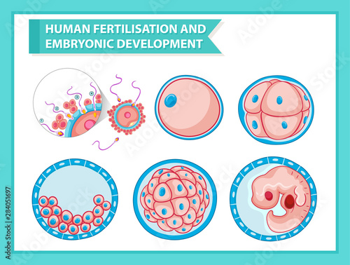 Scientific medical illustration of embryonic development