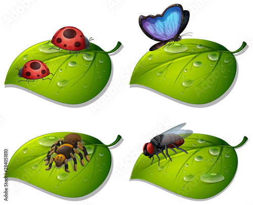 Four types of insects on green leaves