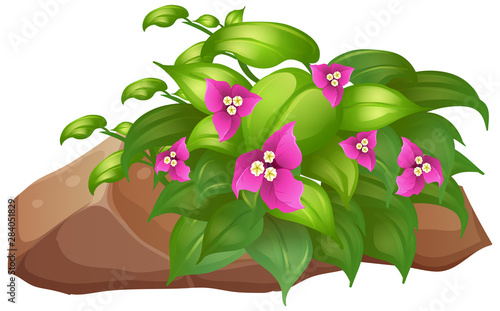 Pink flowers with green leaves on white background