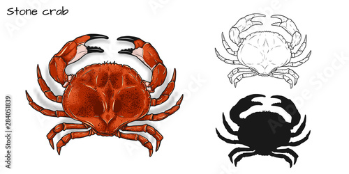 Crab vector by hand drawing.crab silhouette on white background.Stone Crabs art highly detailed in line art style.Animal pictures for coloring