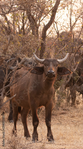 Buffalo