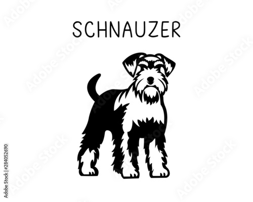 Schnauzer vector illustration in black and white  