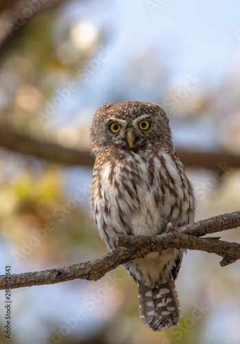 Pearl spotted owl
