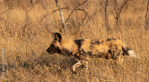 african wild dog