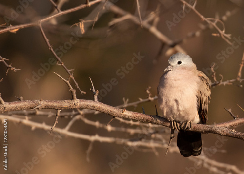 dove