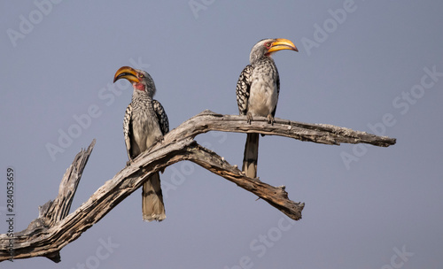hornbill