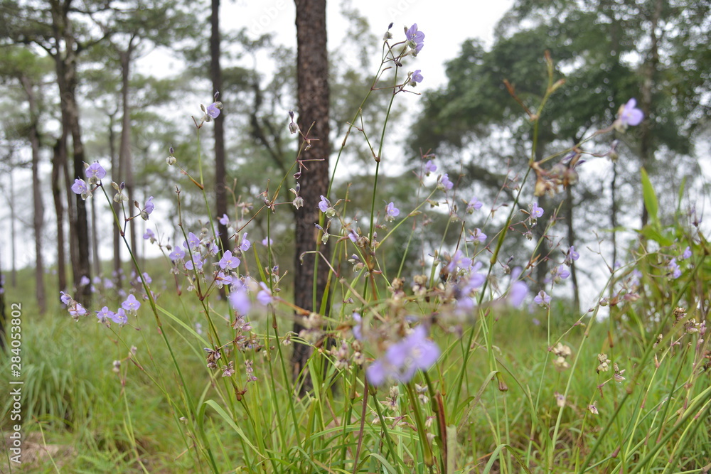 Obraz premium Scenic of Nature at Phu Soi Dao National Park, Uttaradit, Phitsanulok province, north of Thailand. Area for Camping tent and hiker Mountain.