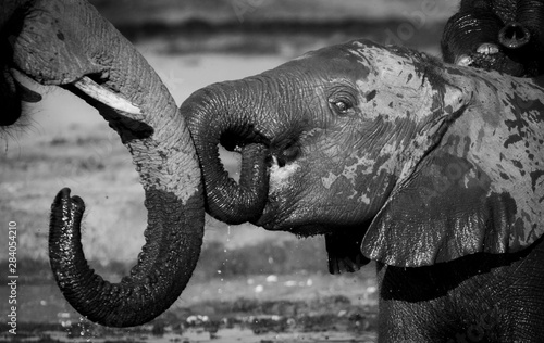 elephant
