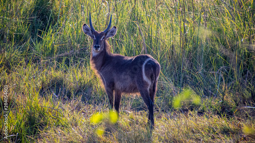 Photography male waterbuck