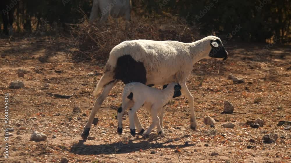 Track with mother and baby sheep, walk across dusty ground among herd of goats foraging for food under thorn bush. White lamb and ewe with black spots in rural Africa Track with mother and baby sheep, walk across dusty ground among herd of goats foraging for food under thorn bush. White lamb and ewe with black spots in rural Africa