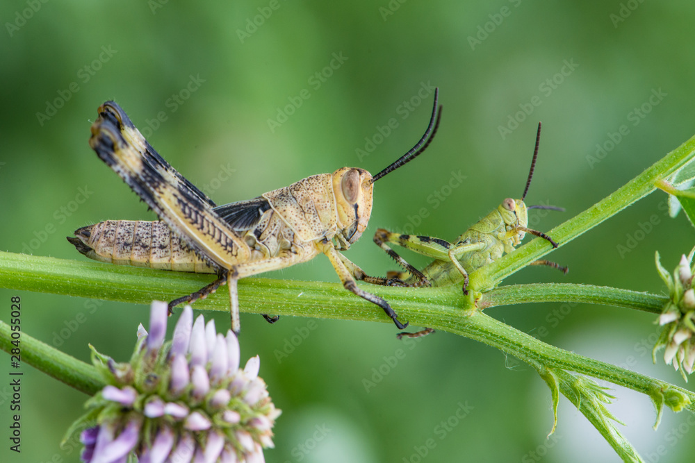 Asiatic Migratory Locust (Locusta migratoria)  on a plant in summer