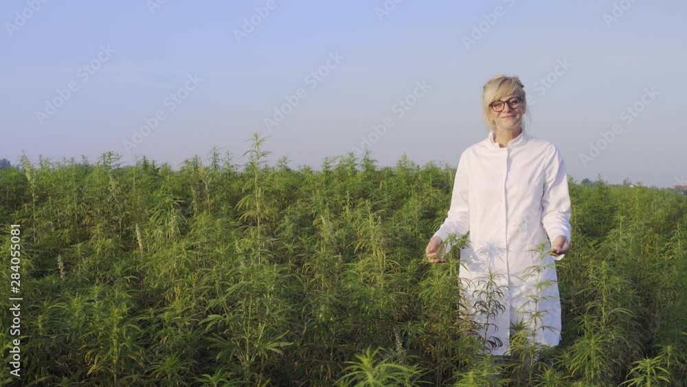 Scientist on marijuana field happy and satisfied with CBD hemp plants Scientist on marijuana field happy and satisfied with CBD hemp plants