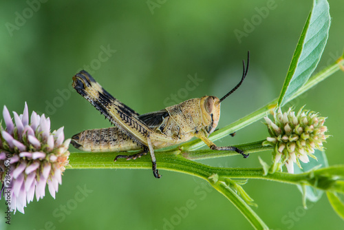 Asiatic Migratory Locust (Locusta migratoria) on a plant in summer