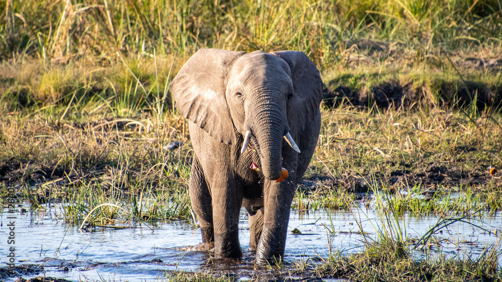 Fototapeta premium elephant washing and eat water lilies