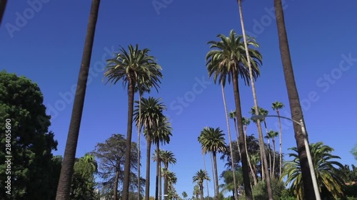 Driving down the street between tropical palms under the blue summer sky, California, Beverly Hills
