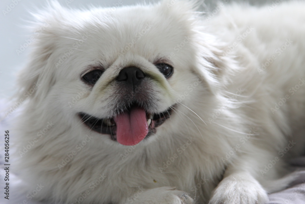 Love Me Love My Dog Love Me Love My Dog