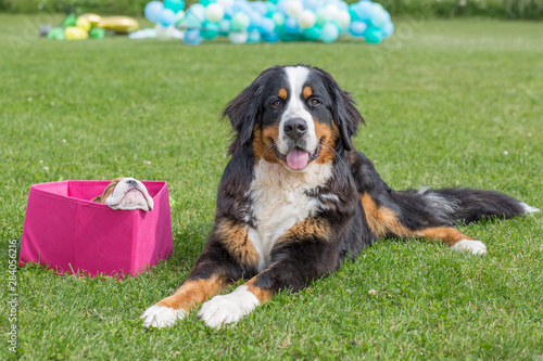 City Priekuli, Latvian Republic. English bulldog sit in a pink box and black bernese mountain dog. Aug. 10. 2019 photo