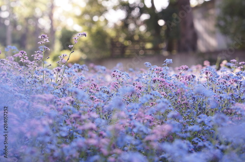Wallpaper Mural 忘れな草のお花畑(3) Torontodigital.ca