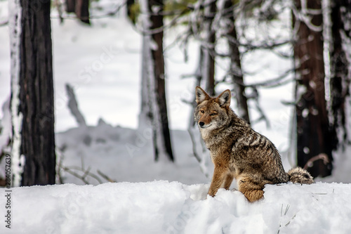 Coyote Winter Coat
