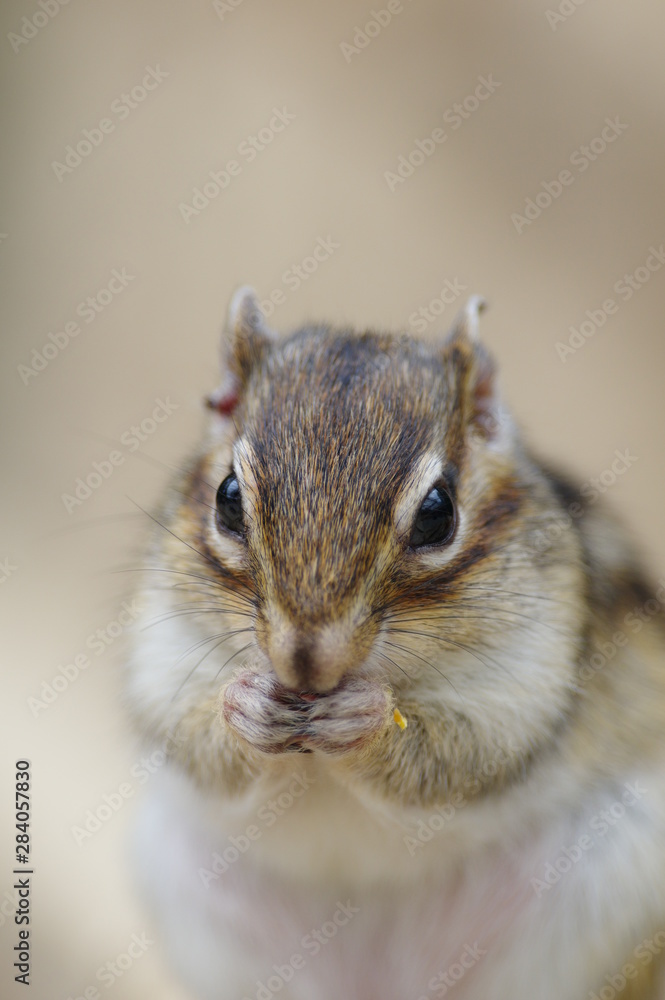 食事中のシマリス
