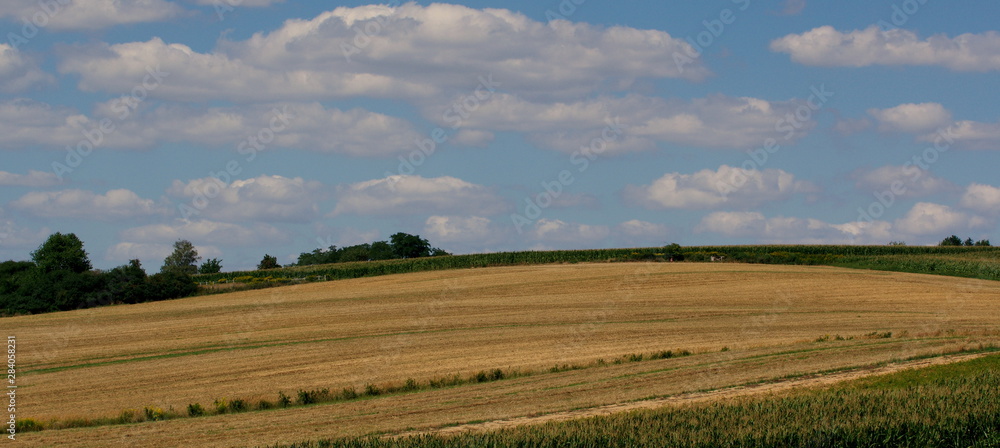 Rural landscape with wheat field and blue sky
