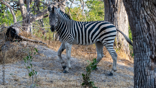 Zebra in Mopane forest