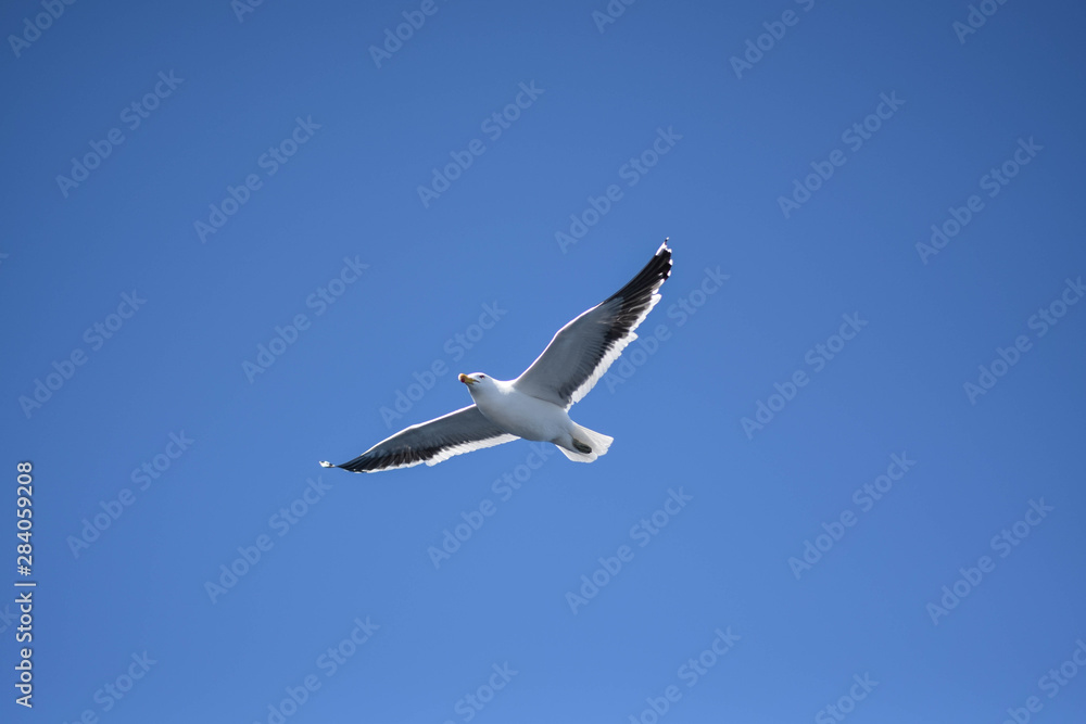 Fototapeta premium Gaviota volando en cielo azul