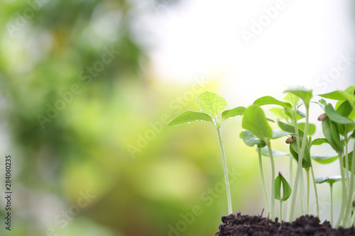 Green Growing cantaloupe sappling plant with dark brown solid  photo