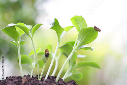 Green Growing pumpkin sappling plant with dark brown solid  photo