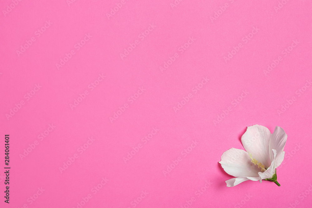Tropical Hibiscus flower on pink background, top view. Space for text