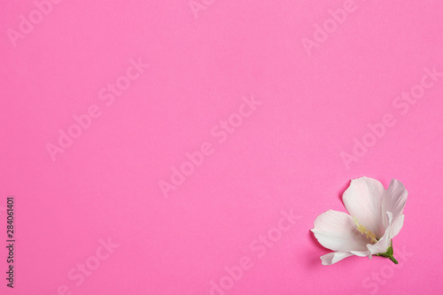 Fototapeta Naklejka Na Ścianę i Meble -  Tropical Hibiscus flower on pink background, top view. Space for text