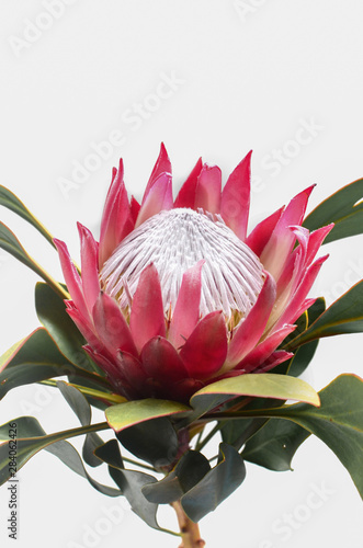 Protea flowers bunch. Blooming Pink King Protea Plant over White background. Extreme closeup. Holiday gift, bouquet, buds.